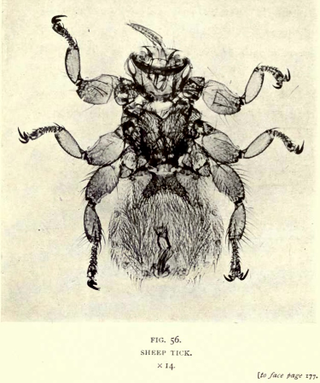 Illustration for article titled 110 Years Ago, These Microscopic Photos Horrified Londoners